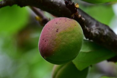 yeşil olgunlaşmamış kayısılar ağaç dalında