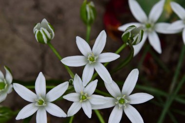 Bahçede büyüyen bahar beyaz çiçekleri
