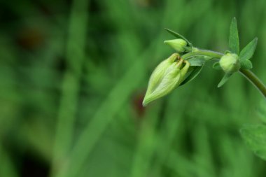 Bahçede yetişen yeşil çiçek
