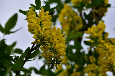 Bahçedeki güzel sarı çiçekler