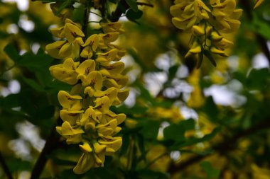 Bahçedeki güzel sarı çiçekler