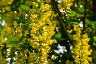 Bahçedeki güzel sarı çiçekler