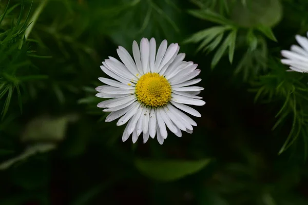 Spring White Flowers Growing Garden — Foto Stock
