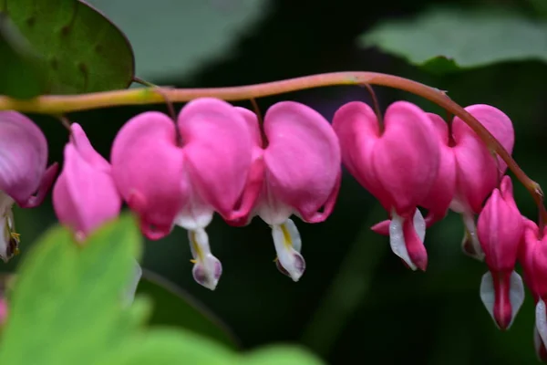 Närbild Vackra Rosa Blommor Trädgården — Stockfoto