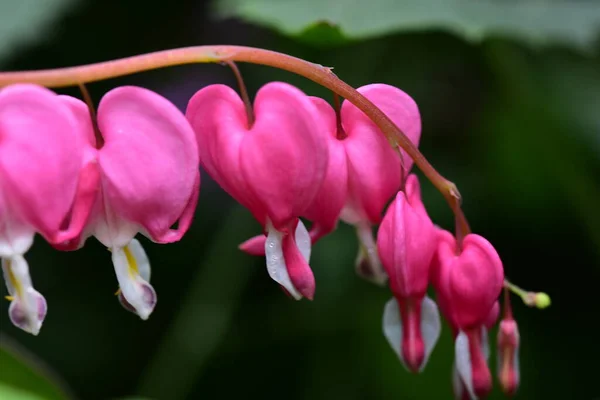 Vista Cerca Hermosas Flores Rosadas Jardín — Foto de Stock