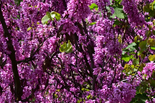 Bahçedeki mor çiçeklerin yakından görünümü