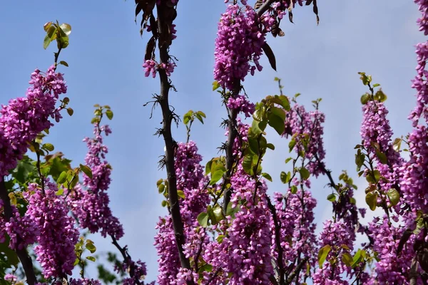 Bahçedeki mor çiçeklerin yakından görünümü