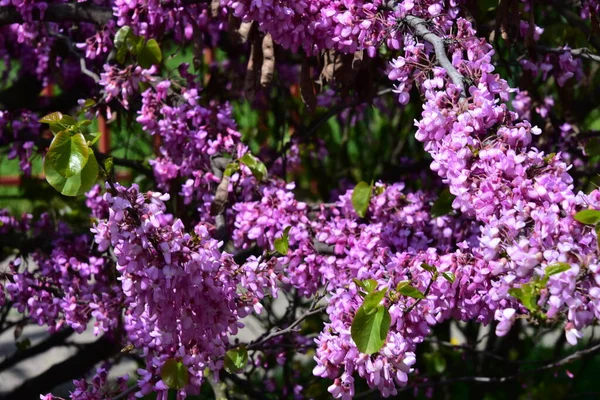 Bahçedeki mor çiçeklerin yakından görünümü