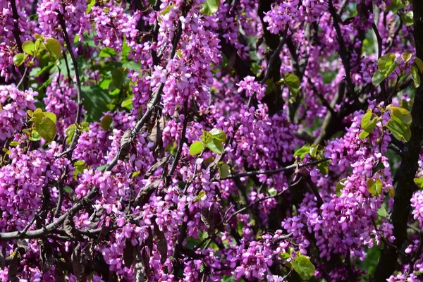 Bahçedeki mor çiçeklerin yakından görünümü