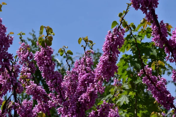 Bahçedeki mor çiçeklerin yakından görünümü