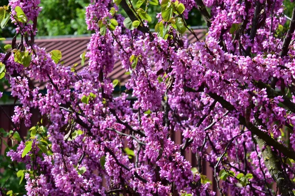 Vista Cerca Las Flores Moradas Jardín — Foto de Stock