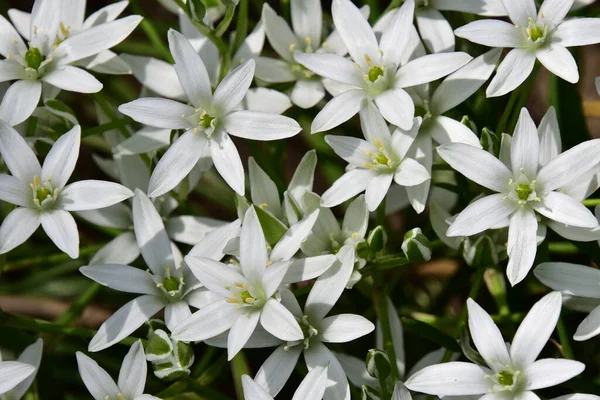 Spring White Flowers Growing Garden — 스톡 사진