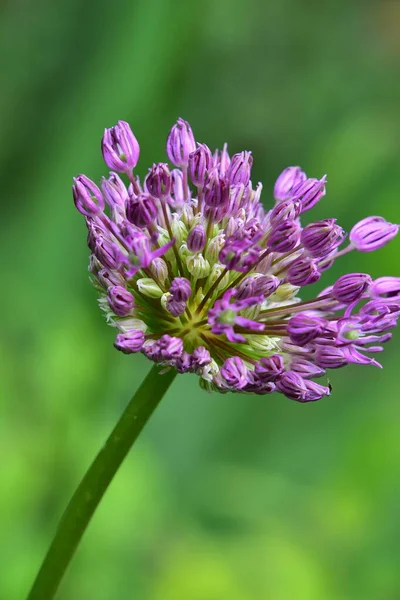 Zbliżenie Purpurowe Kwiaty Ogrodzie — Zdjęcie stockowe