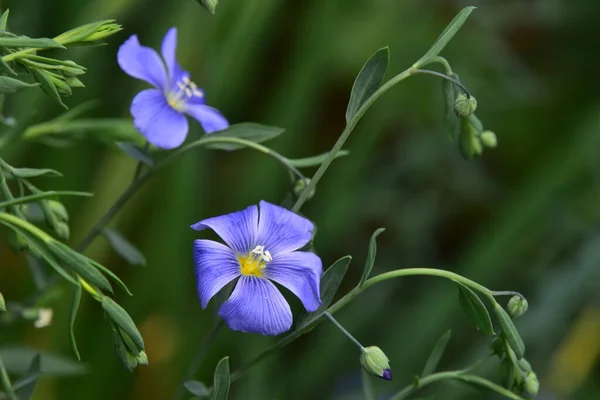 Крупним Планом Фіолетові Квіти Саду — стокове фото