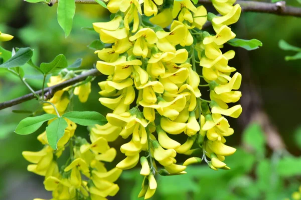 Krásné Žluté Květy Zahradě — Stock fotografie