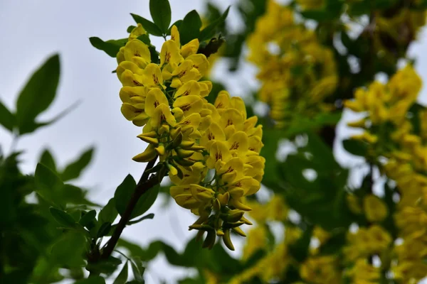 Mooie Gele Bloemen Tuin — Stockfoto