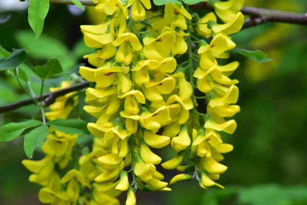 Belles Fleurs Jaunes Dans Jardin — Photo