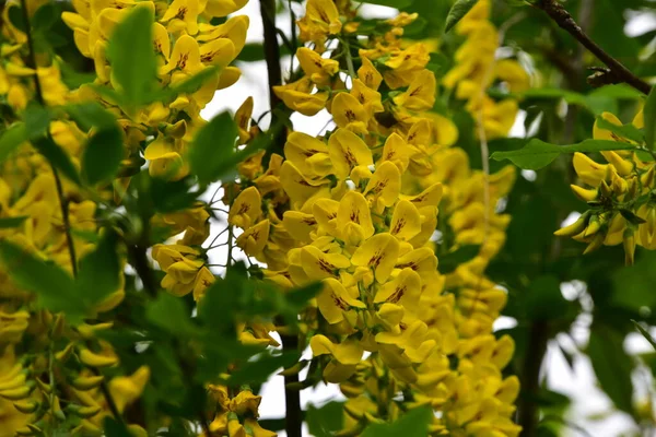 Bahçedeki güzel sarı çiçekler