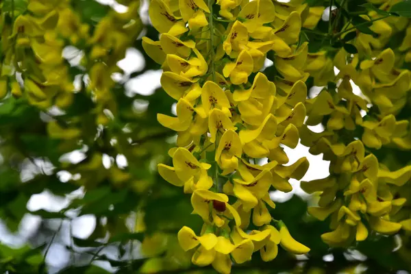 Bahçedeki güzel sarı çiçekler