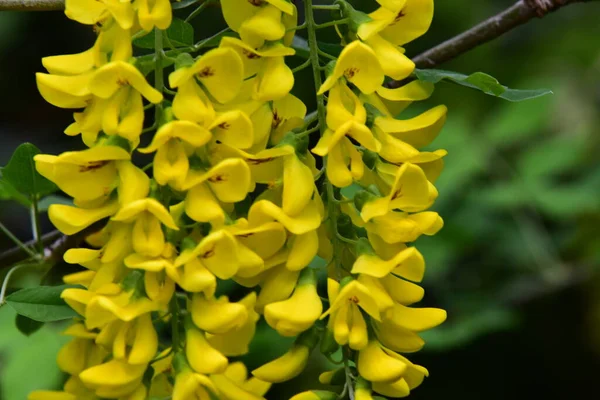 Bahçedeki güzel sarı çiçekler