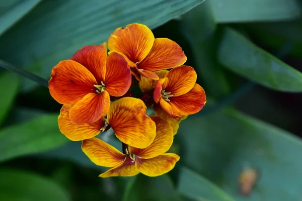 Vista Cerca Hermosas Flores Color Naranja Flor — Foto de Stock