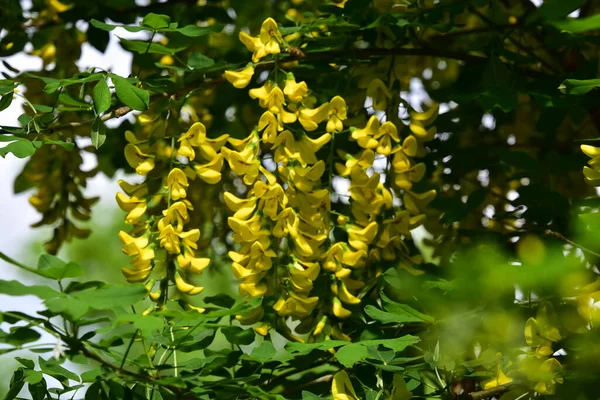 Bahçedeki güzel sarı çiçekler