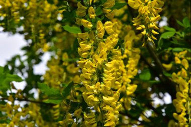 Bahçede güzel sarı çiçekler, yaz konsepti.