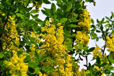 Bahçede güzel sarı çiçekler, yaz konsepti.