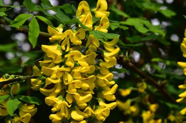 Bahçede güzel sarı çiçekler, yaz konsepti.