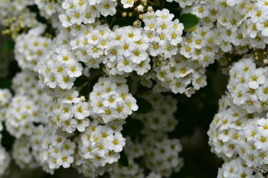 Bahçede açan güzel beyaz bahar çiçekleri