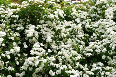 Bahçede açan güzel beyaz bahar çiçekleri