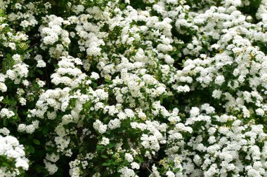 Bahçede açan güzel beyaz bahar çiçekleri