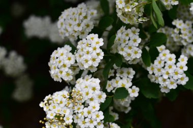 Bahçede açan güzel beyaz bahar çiçekleri