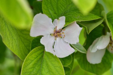 Bahçede büyüyen güzel beyaz bahar çiçekleri