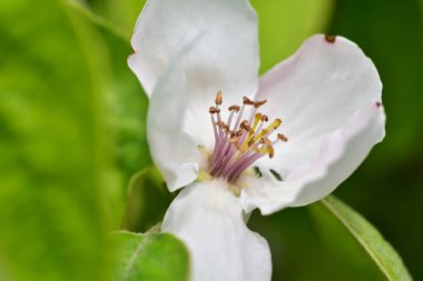 Bahçede büyüyen güzel beyaz bahar çiçekleri