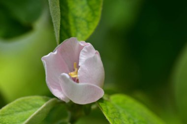 Bahçede büyüyen güzel beyaz bahar çiçekleri