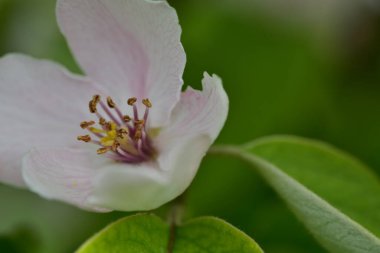 Bahçede büyüyen güzel beyaz bahar çiçekleri