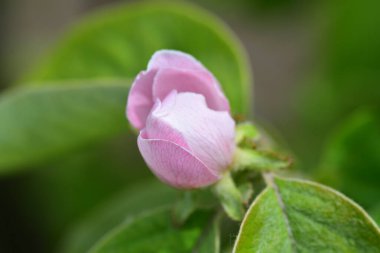 Bahçede büyüyen güzel çiçek
