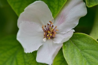 Bahçede büyüyen güzel beyaz bahar çiçekleri