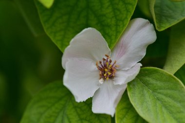 Bahçede büyüyen güzel beyaz bahar çiçekleri