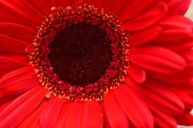 Ahşap yüzeydeki güzel Gerbera çiçeğinin yakın görüntüsü