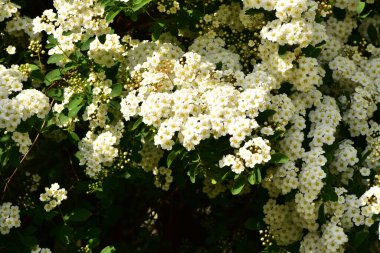 Bahçede açan güzel beyaz bahar çiçekleri