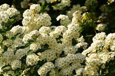 Bahçede açan güzel beyaz bahar çiçekleri