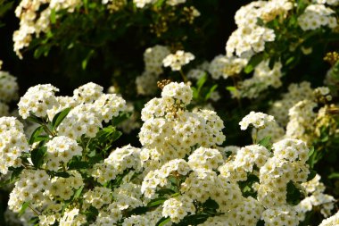 Bahçede açan güzel beyaz bahar çiçekleri