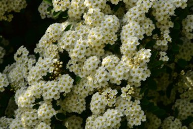 Bahçede açan güzel beyaz bahar çiçekleri