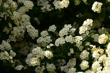 Bahçede açan güzel beyaz bahar çiçekleri
