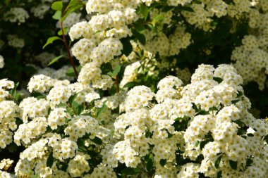 Bahçede açan güzel beyaz bahar çiçekleri