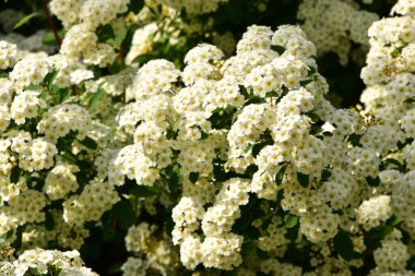 Bahçede açan güzel beyaz bahar çiçekleri