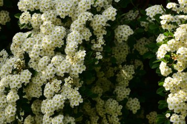 Bahçede açan güzel beyaz bahar çiçekleri