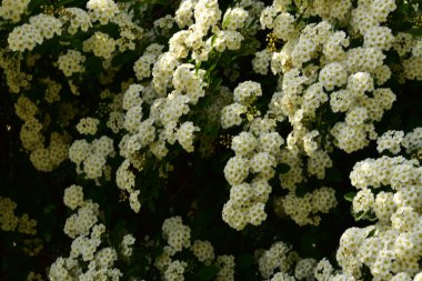 Bahçede açan güzel beyaz bahar çiçekleri